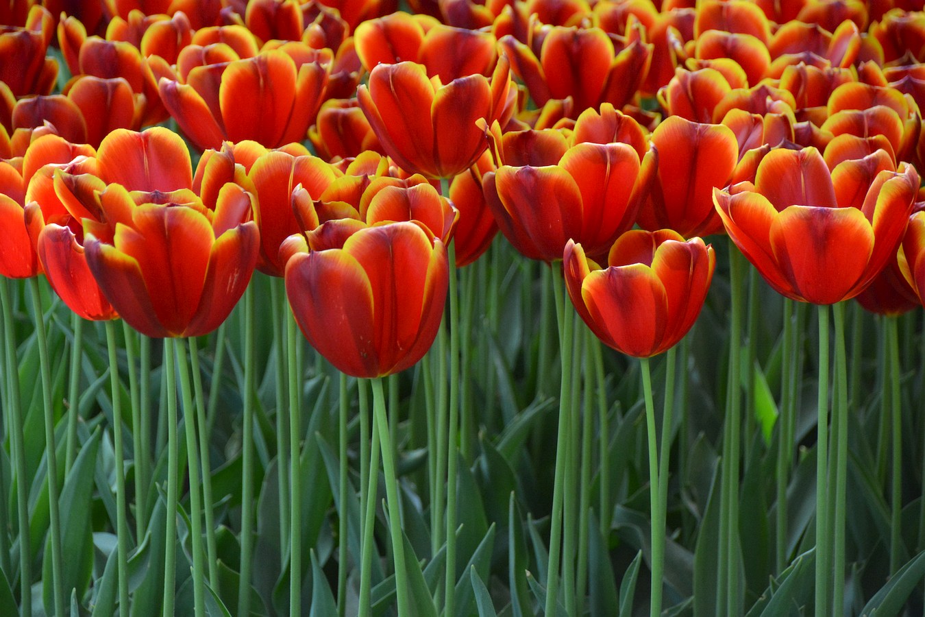 Rot-gelbe_Tulpen_Keukenhof_Holland_Niederlande.jpg