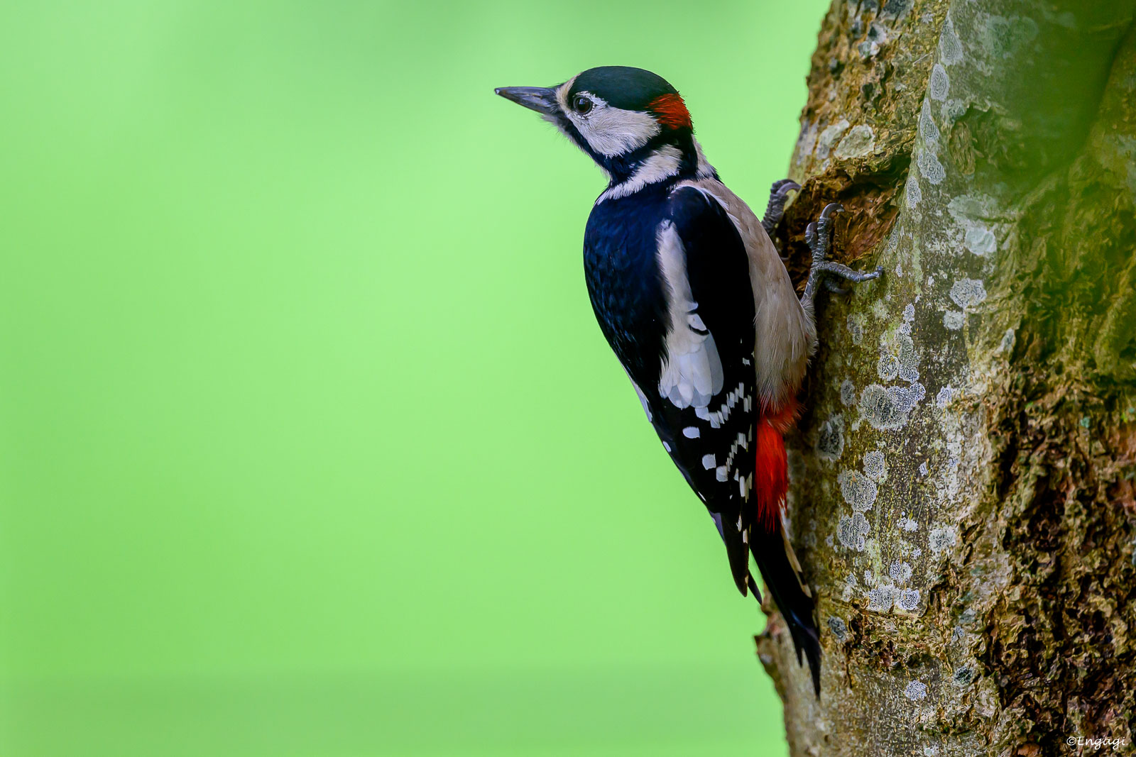 DSC_2956.jpg