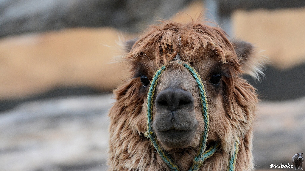 Das Bild zeigt das Porträt eines braunen Lamas direkt von vorn. Um die Schnauze ist eine grüne Leine begunden.