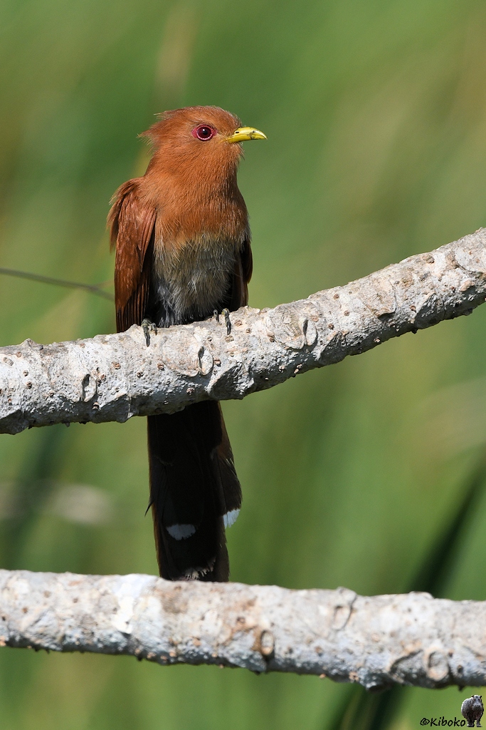 Der mittelgroße Vogel ist in der oben Hälfte rotbraun in der unteren Hälfte dunkelgrau