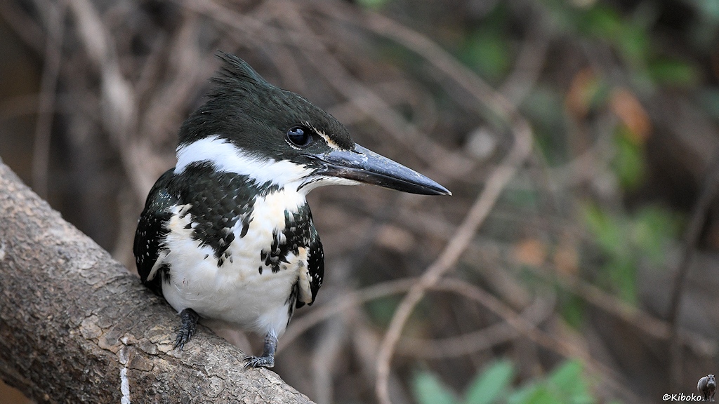 Grünweißer Eisvogel