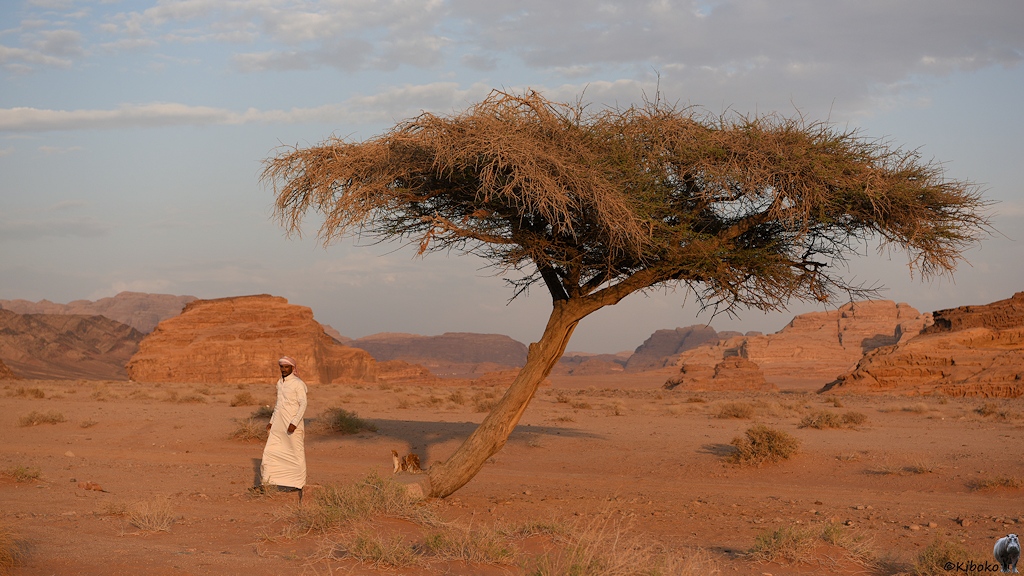Einzelner Baum in der Wüste mit Beduinen im weißen Gewandt