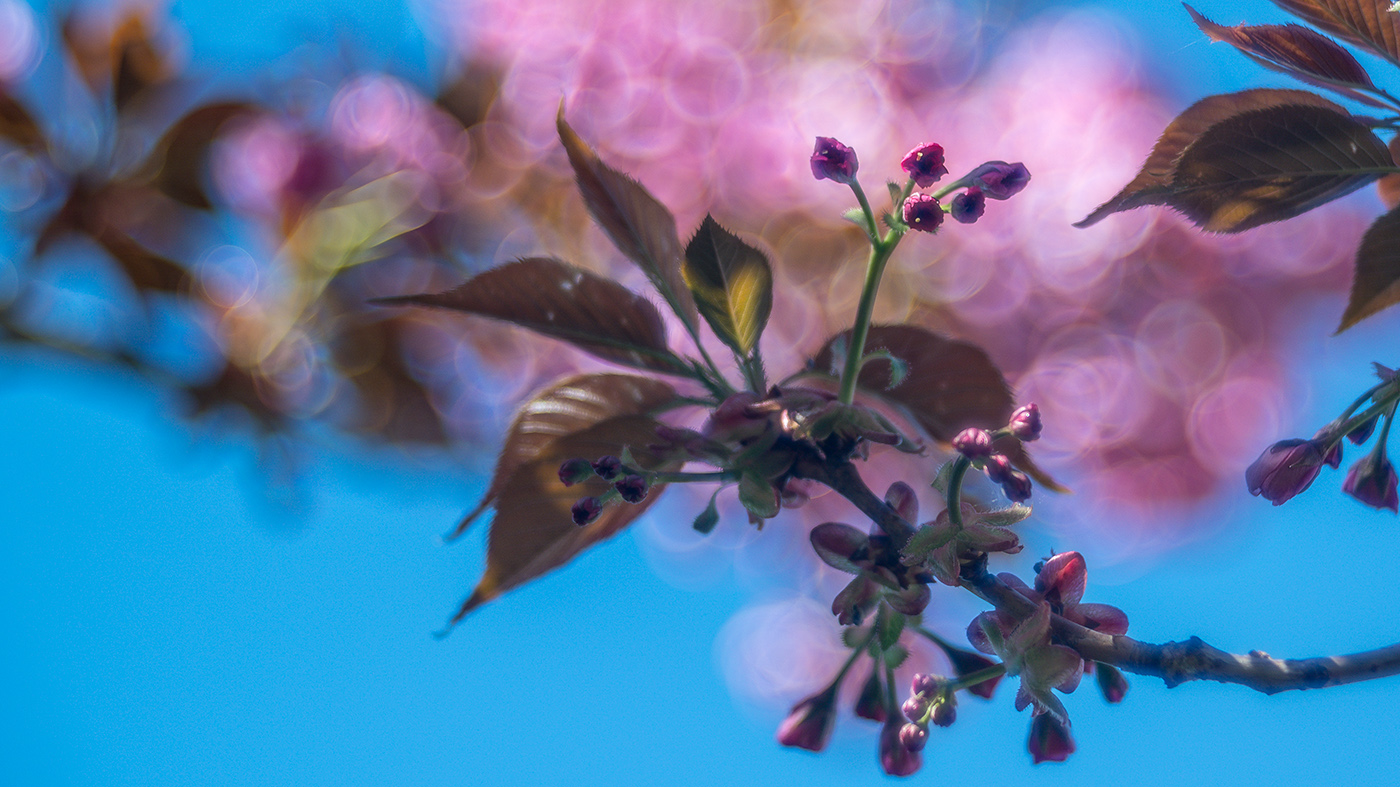 20190420_NZ6_0395w2NF.jpg
