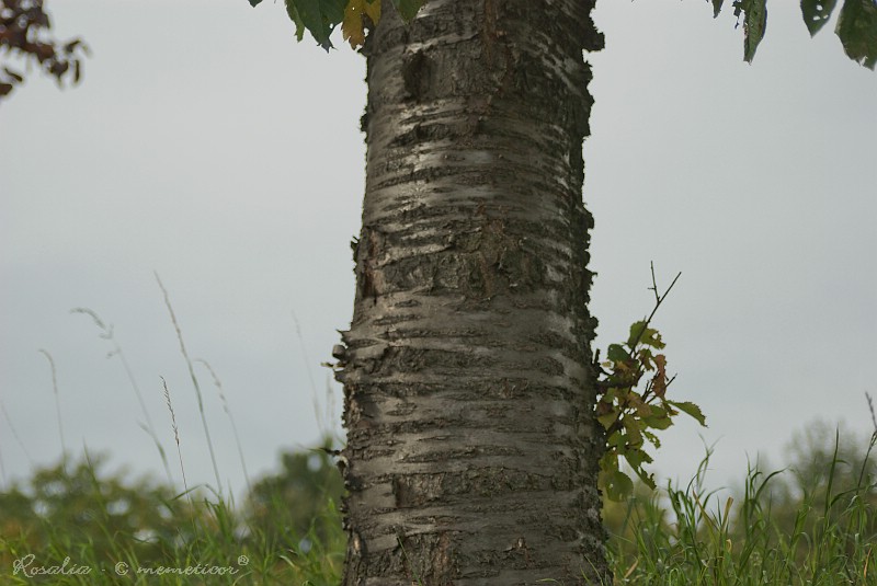 s_DSC_0097_lzn.jpg