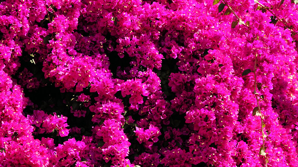 Das Bild zeigt eine Detailaufnahme einer rosaroter Bougainvilleazweige mit kleinen weißen Blüten.