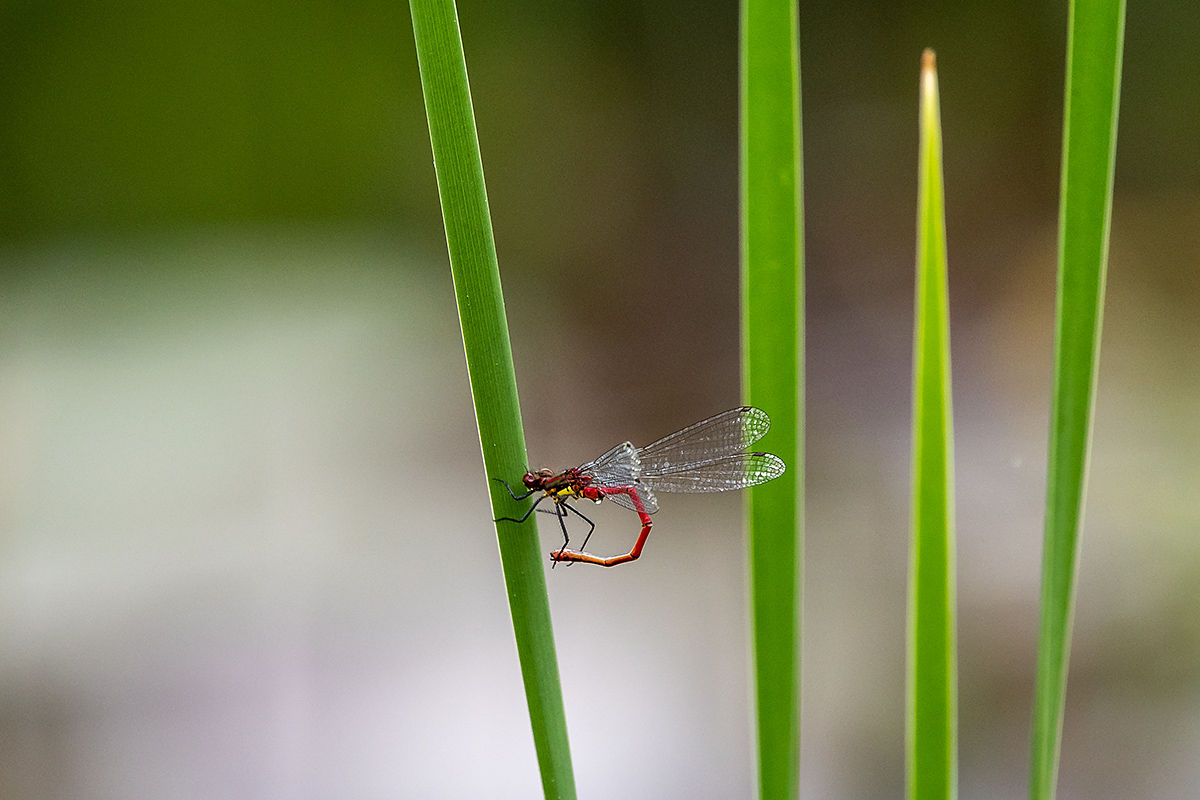20180512_D500_2387NF.jpg
