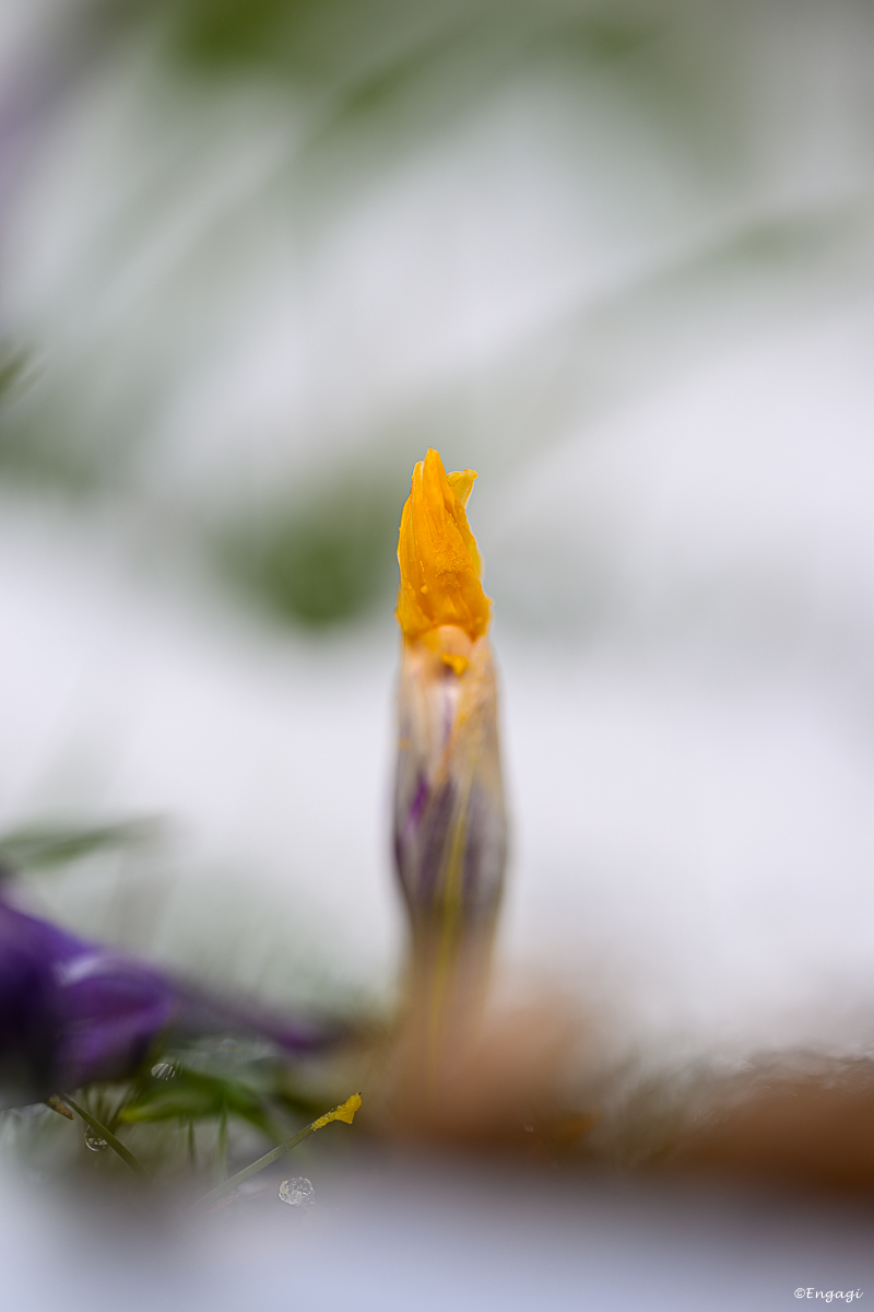 DSC_0854.jpg