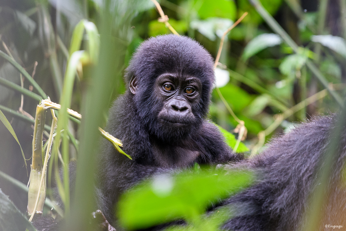 Uganda%202036.jpg