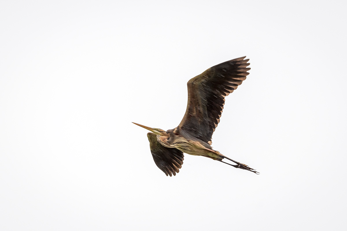 20210610_D850_1225NF.jpg