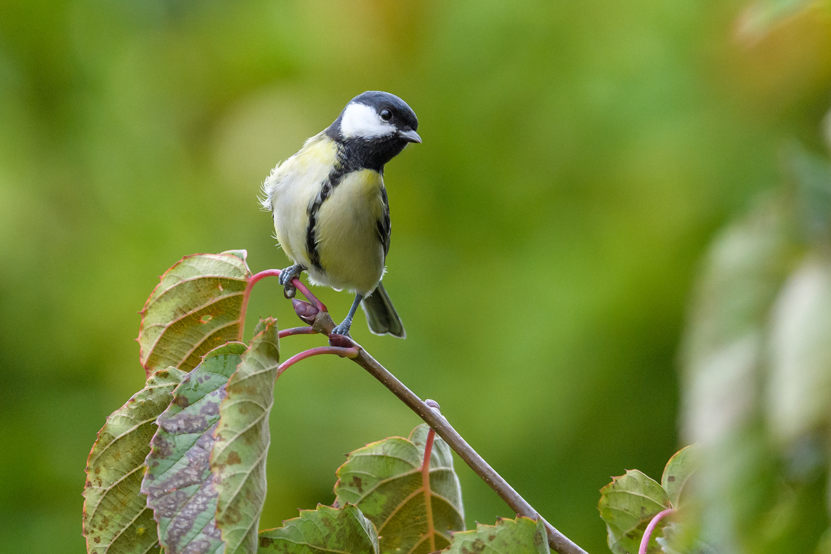 20201011_ND5_1465NF.jpg