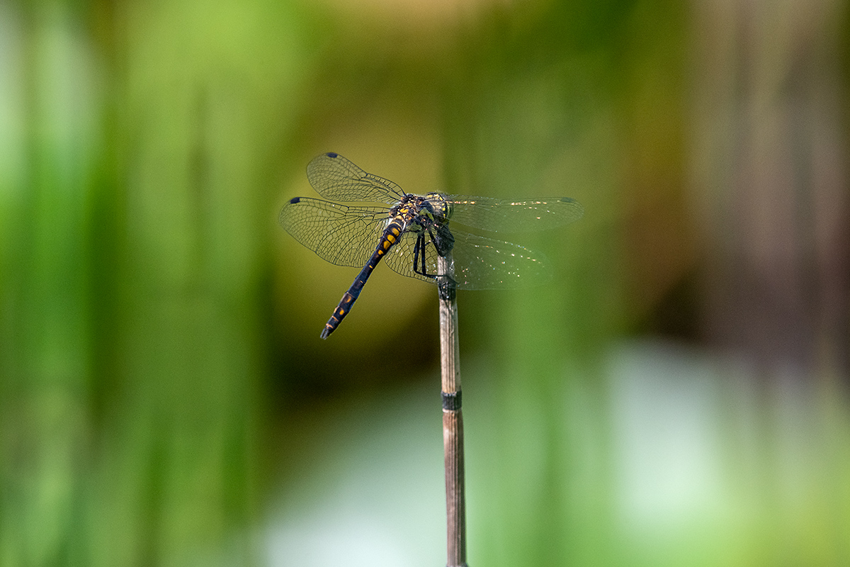 20180806_D850_0526NF.jpg