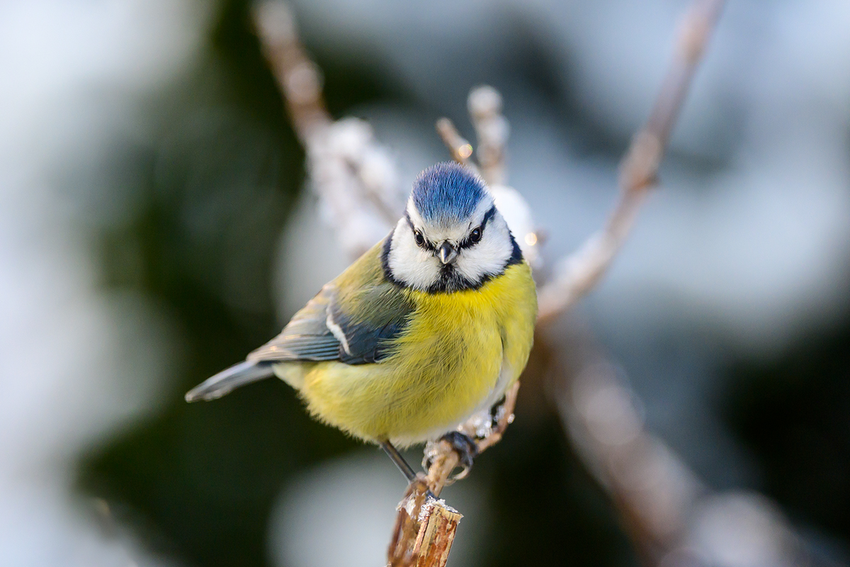 20201229_NZ6_3956NF.jpg