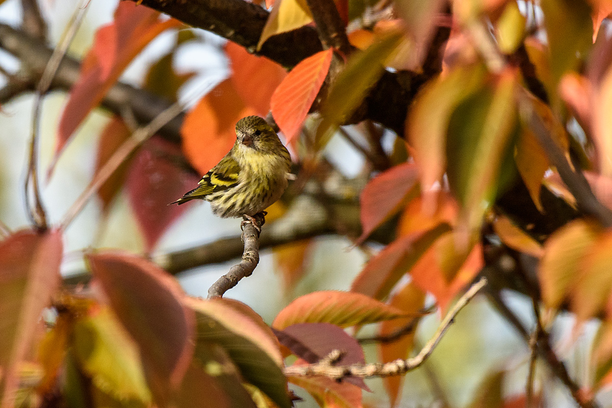 20171105_D810_0680NF.jpg