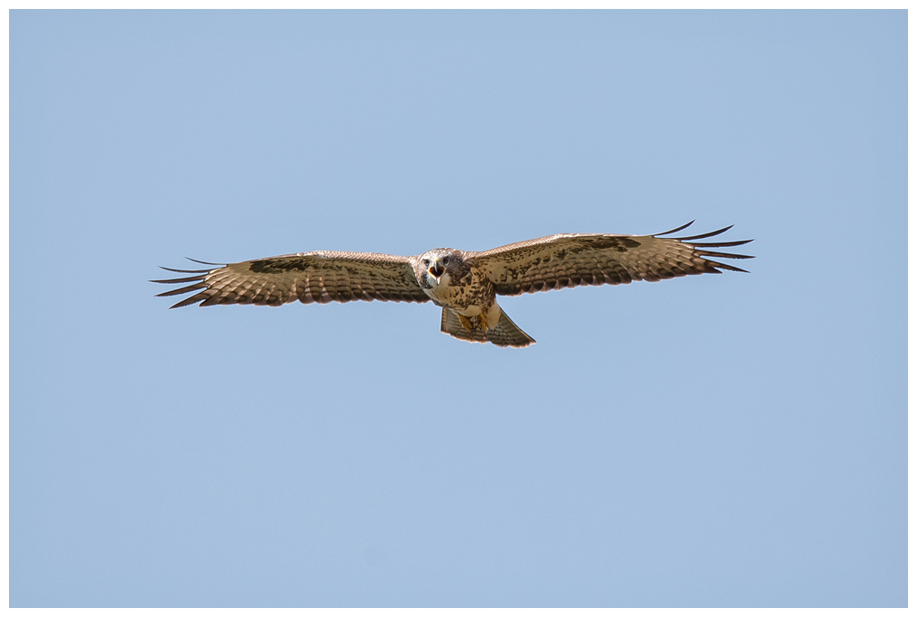 Bussard002.jpg