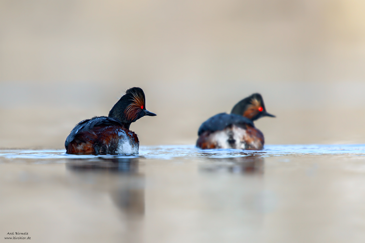 20150405_0209_PS_1200Px.jpg
