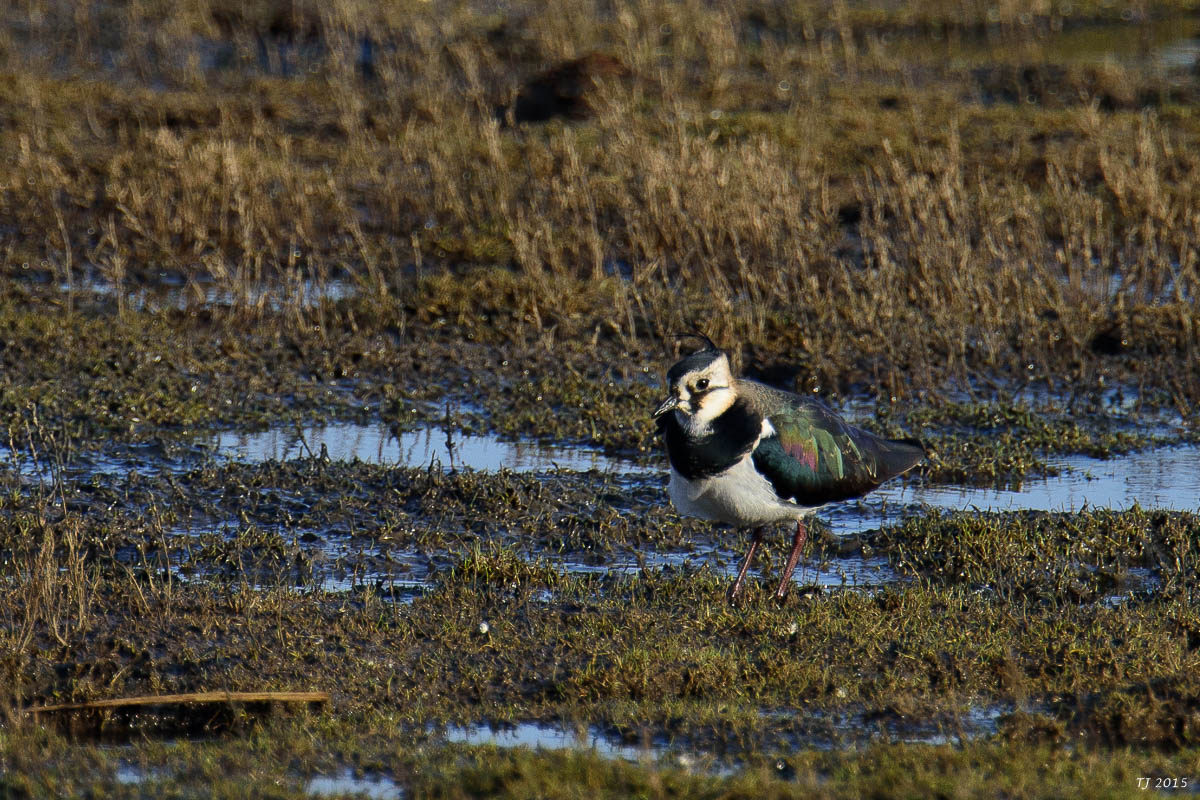 DSC_1611.jpg