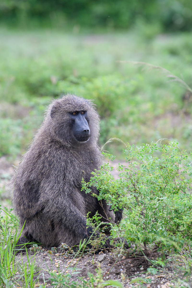 Uganda%201160.jpg