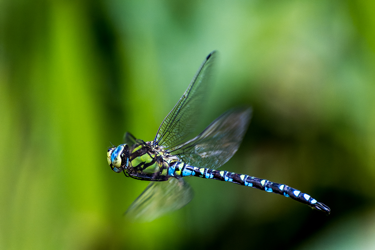 20240901_NZ8_0024_DPNF.jpg