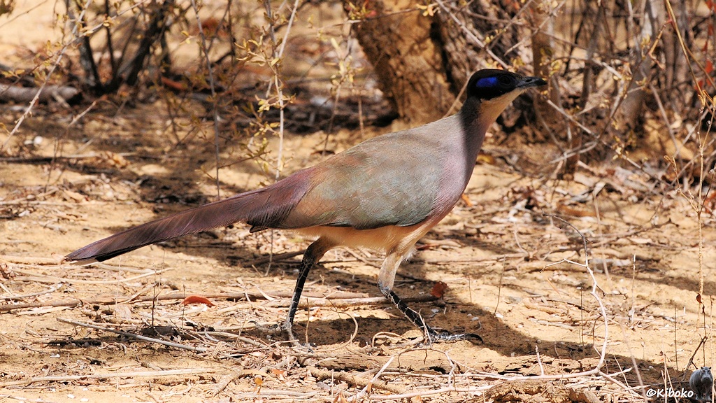 Das Bild zeigt einen gößeren grauen Vogel auf dem Boden laufen. Kehle und Bauch sind weiß. Der Kopf ist dunkel mit einem blauen Fleck um die Augen.