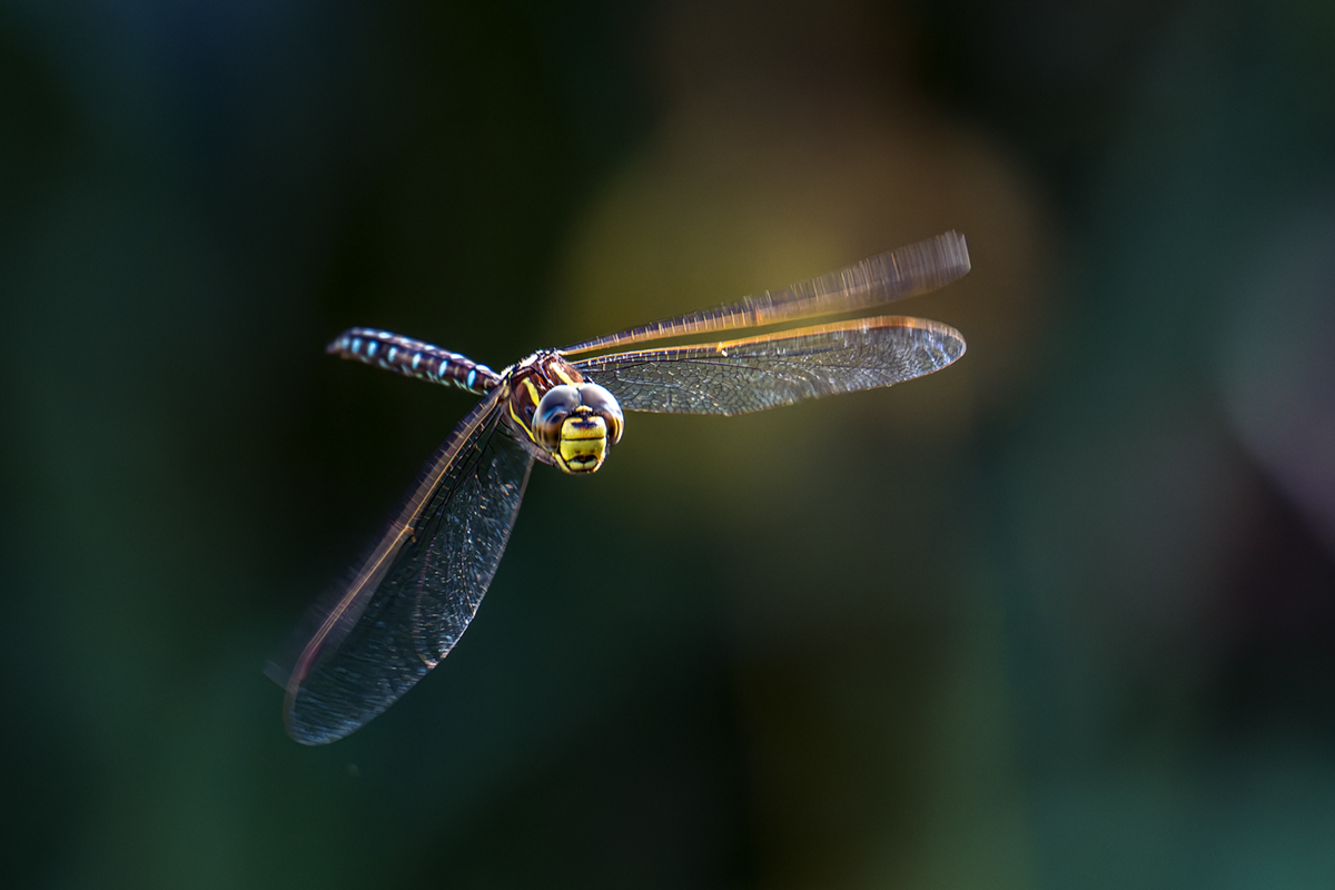 20260902_NZ9_0590_DPXNF.jpg