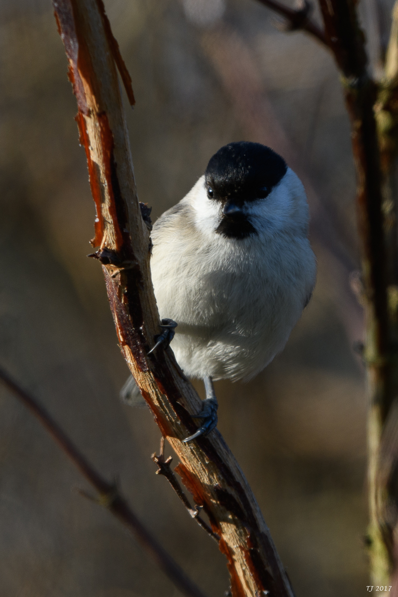 DSC_0779.jpg