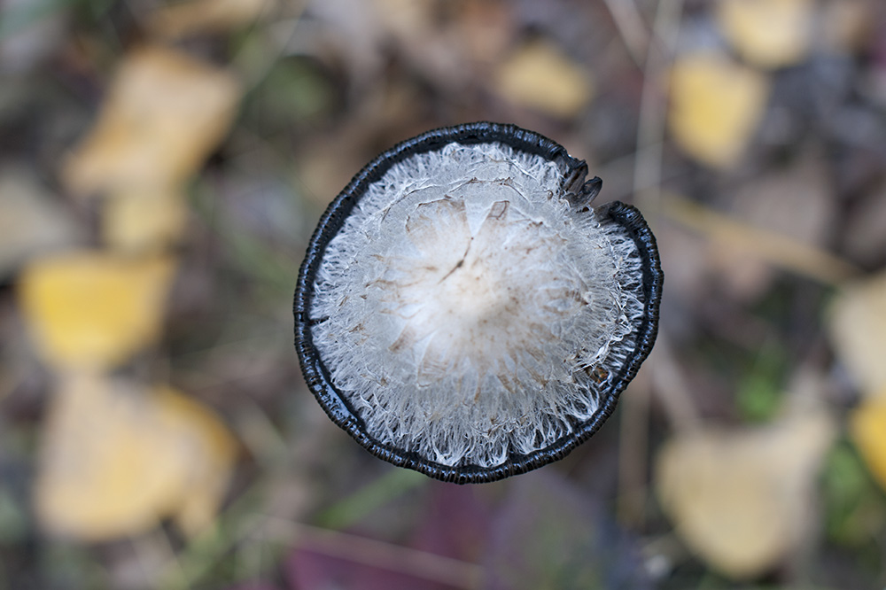 herbstpilz-45.jpg