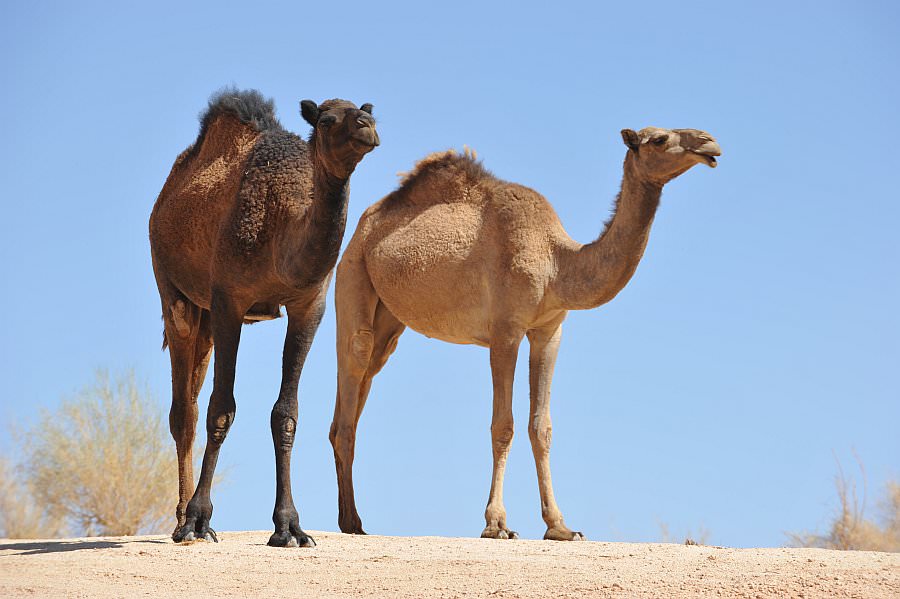 jordanien13_286.jpg