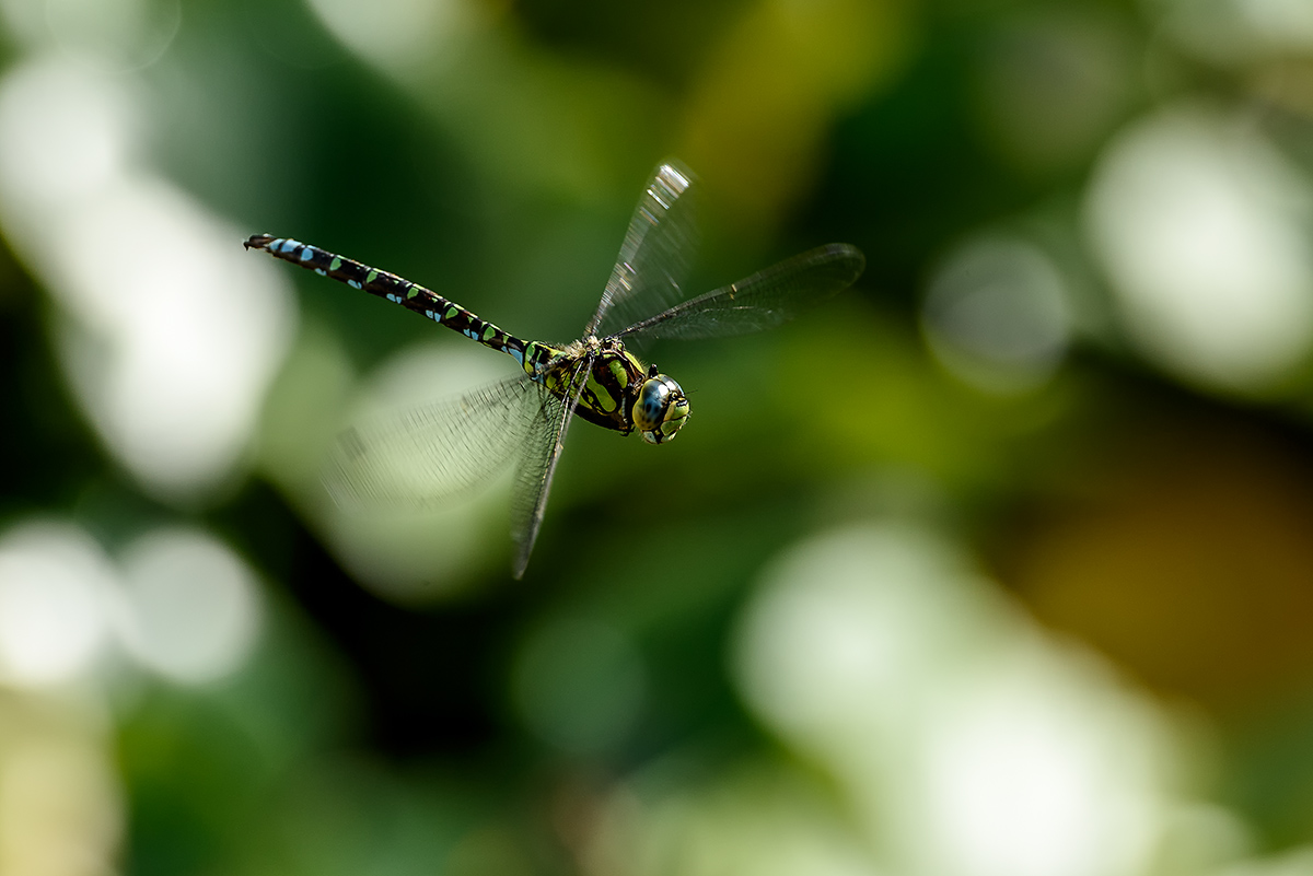 20170905_D810_0296vNF.jpg
