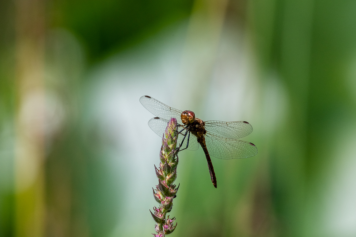 20180731_D850_3482NF.jpg