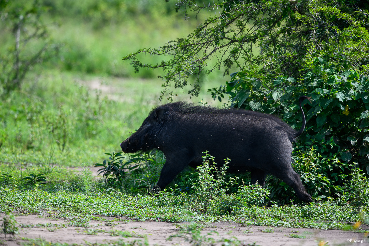 Uganda%201527.jpg