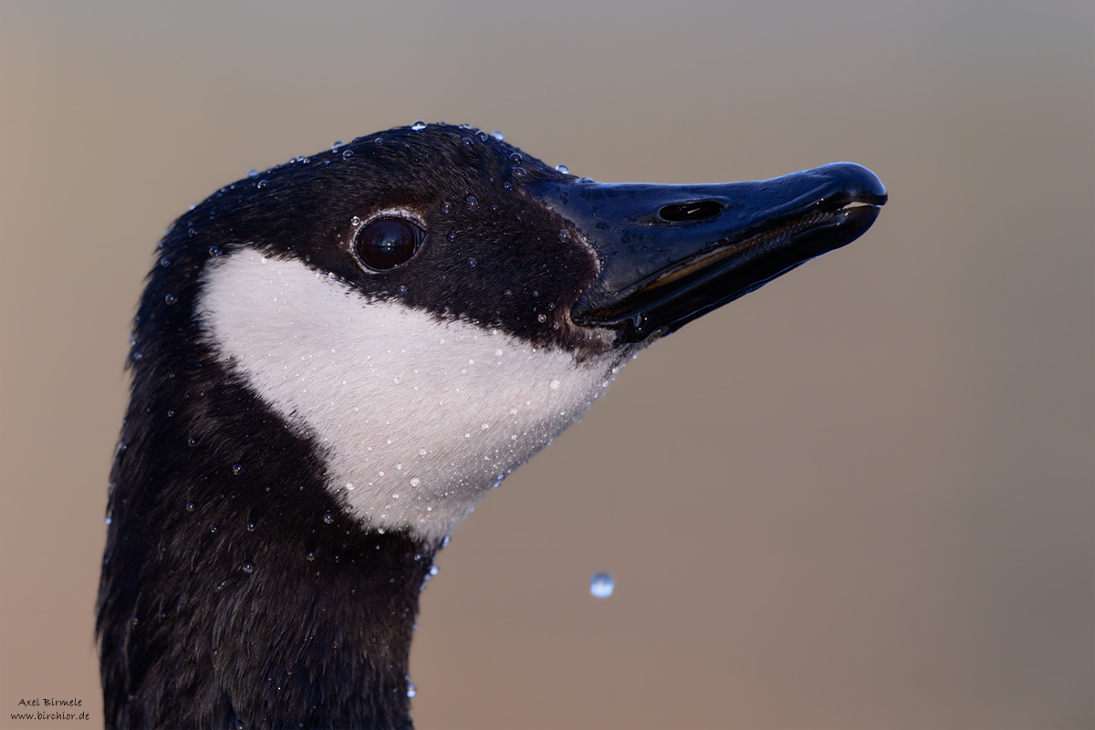 20150419_0551_PS_1200Px.jpg