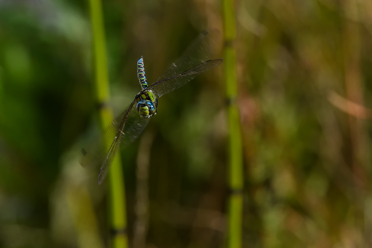 20180927_D500_3913NF.jpg
