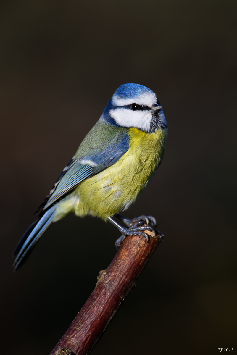 DSC_1768.jpg