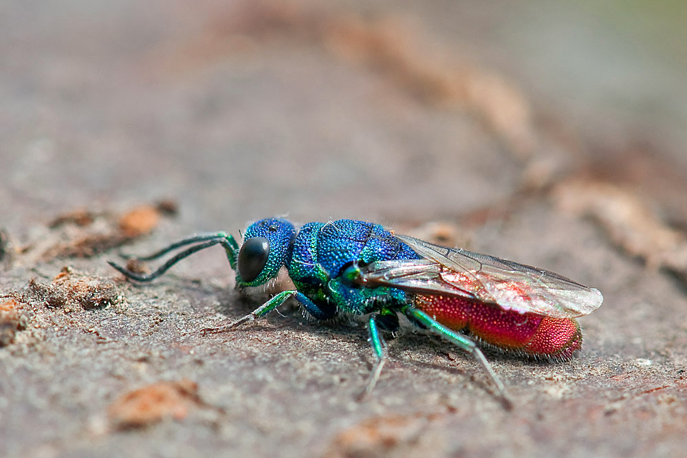 chrysis2.jpg
