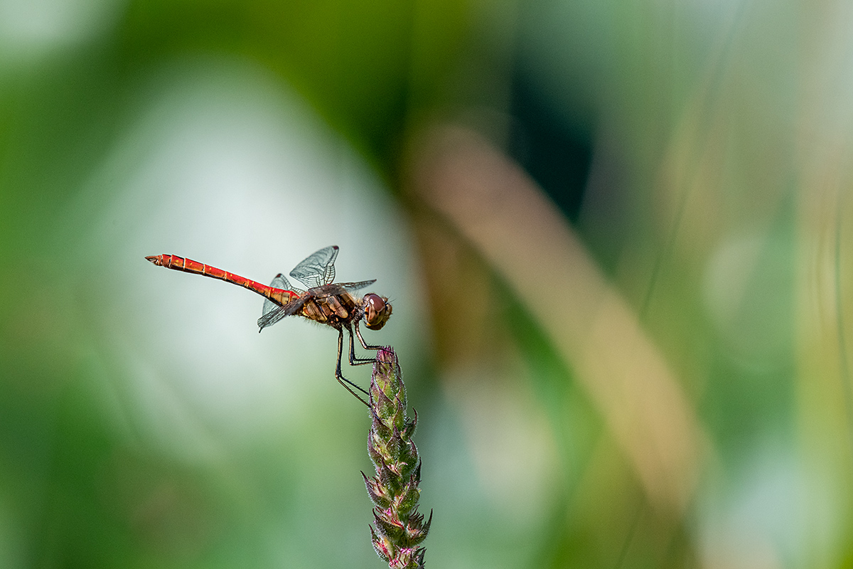 20180731_D850_3475NF.jpg