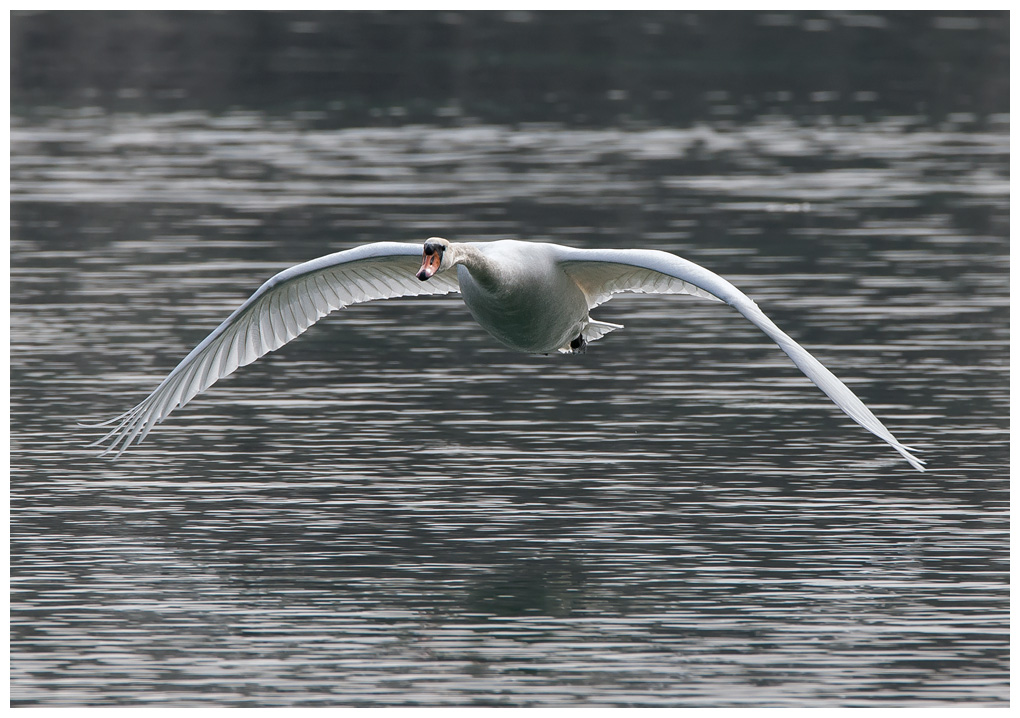 Schwanflug005.jpg