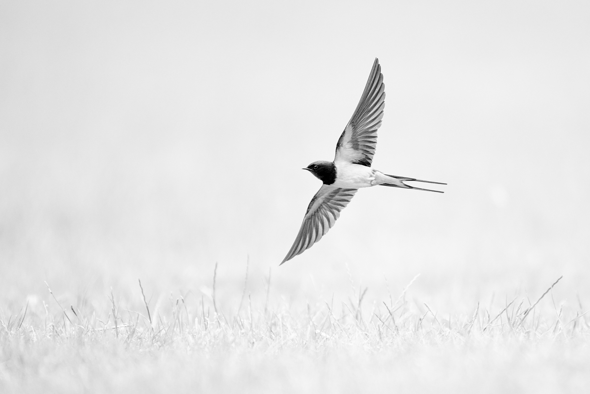 DSC_8673-X4.jpg