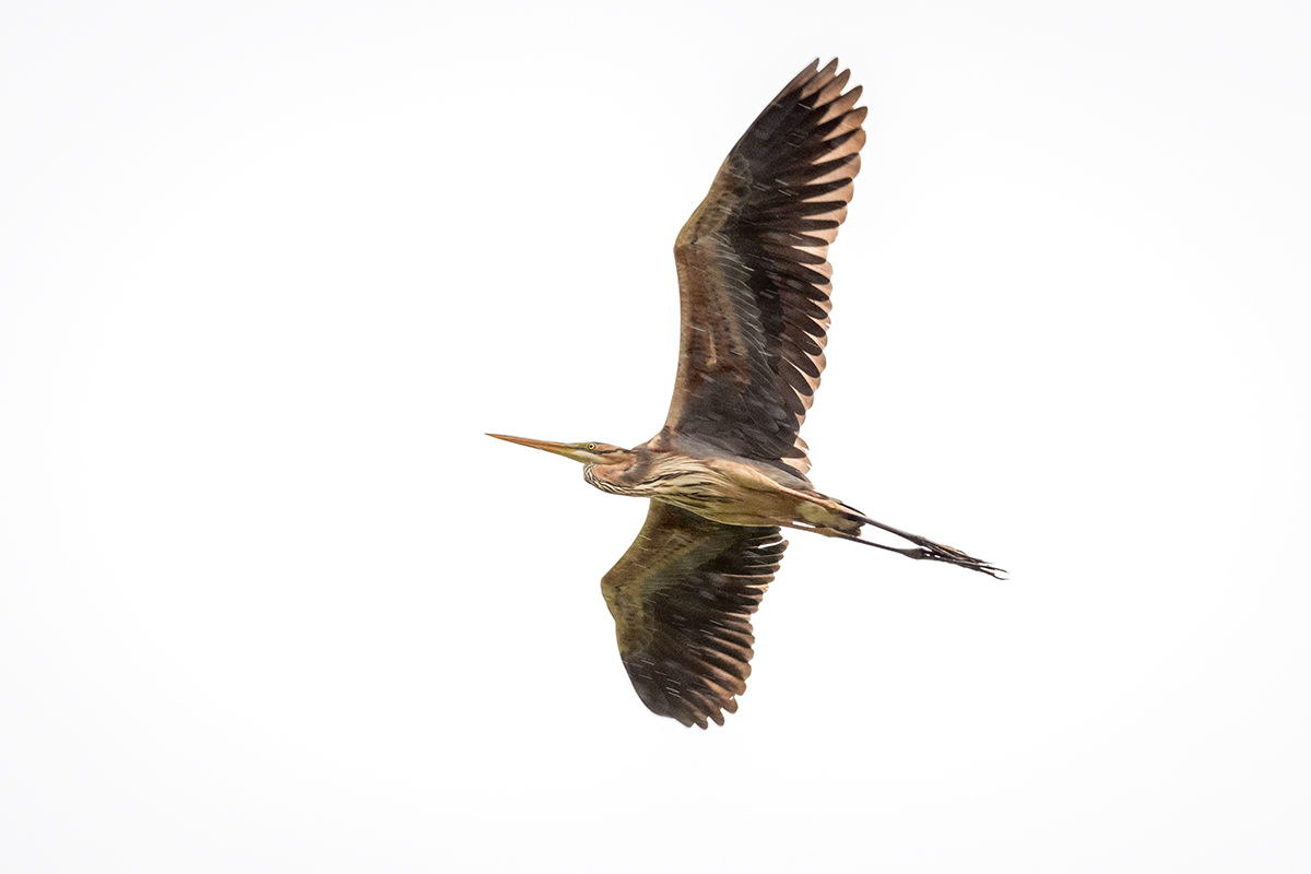 20210610_D850_1227NF.jpg