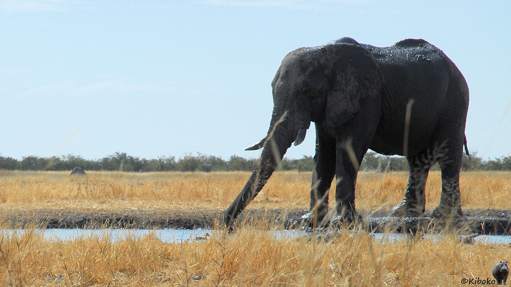 Ein Elefant trinkt an einem Wasserloch. Das Bild ist aus der Froschperspektive entstanden.