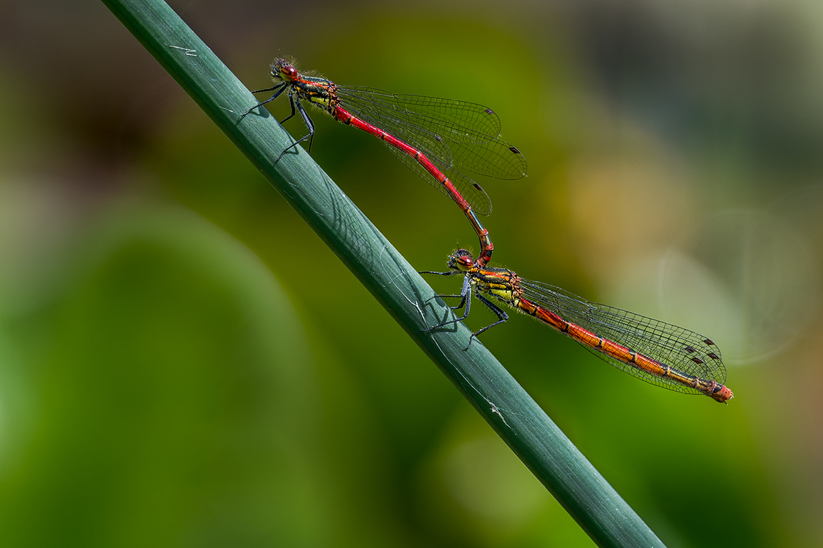 20230521_NZ9_1780_DPNF.jpg