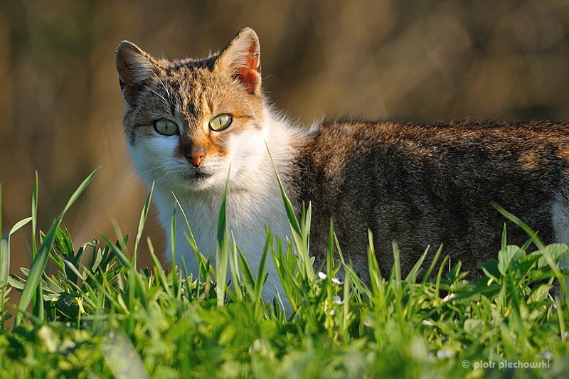 katze2.jpg