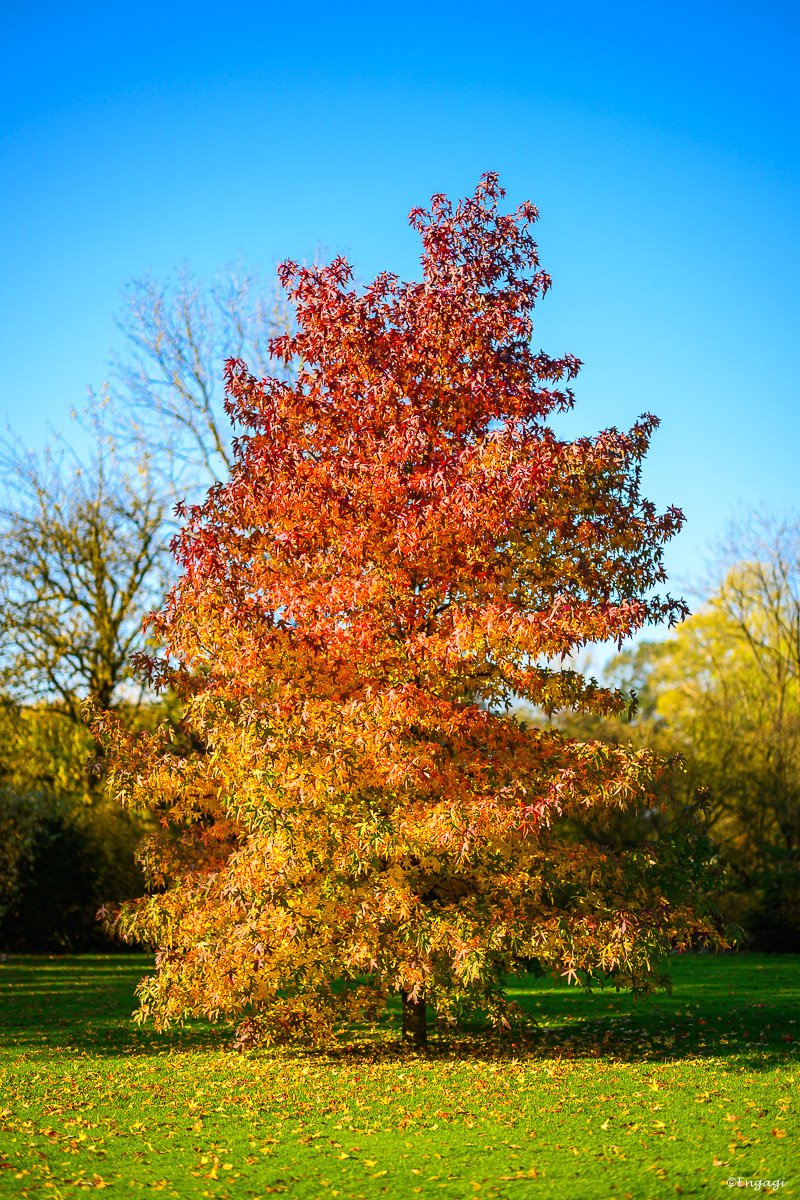 DSC_0717.jpg