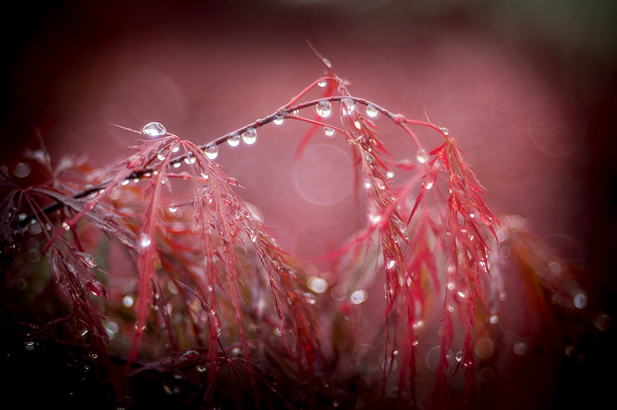 20190505_NZ6_1006_2NF.jpg