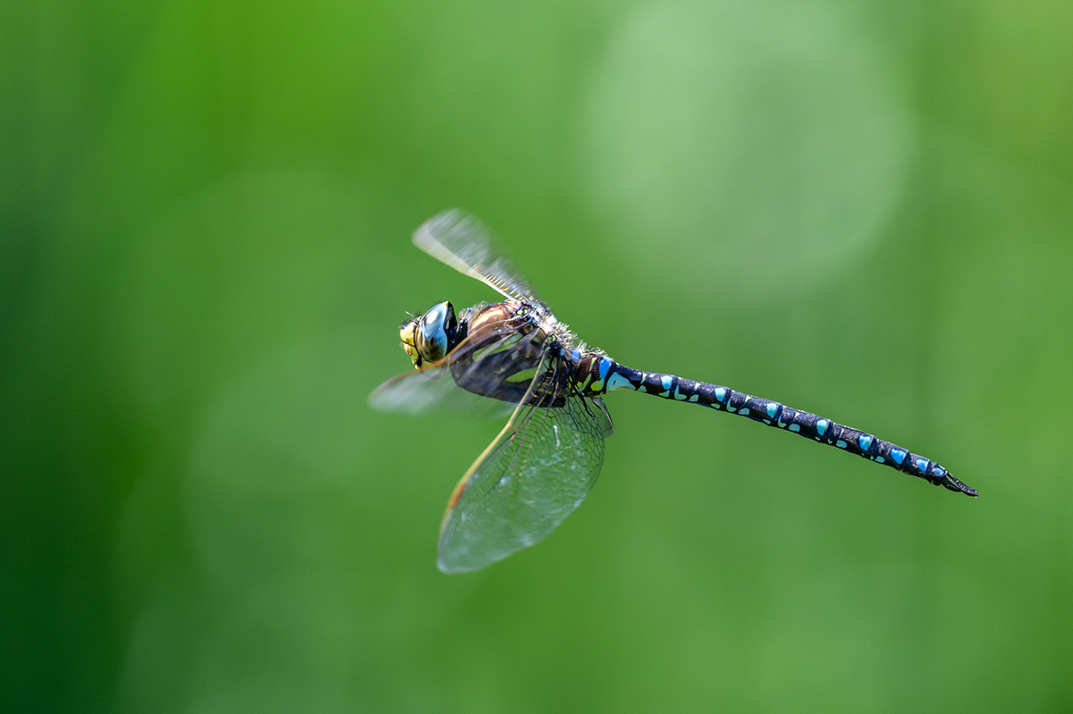 20220725_NZ9_5305_DxONF.jpg
