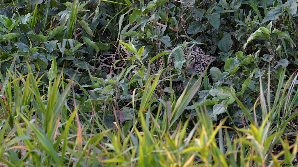 Der Jaguar zerrt den Kaiman weiter ins Gras und Buschwerk