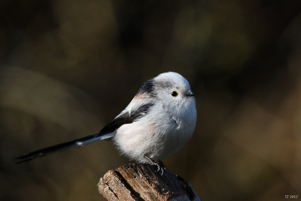 DSC_0747.jpg