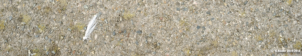 cK.R.-850DSC_4506_1.jpg