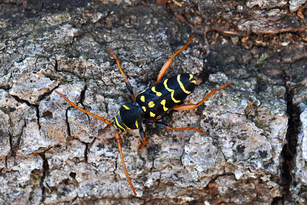 p_arcuatus_2.jpg
