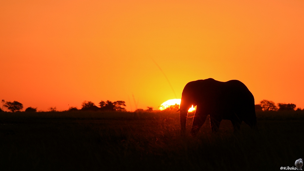 Elefant läuft vor die fast untergegange Sonne