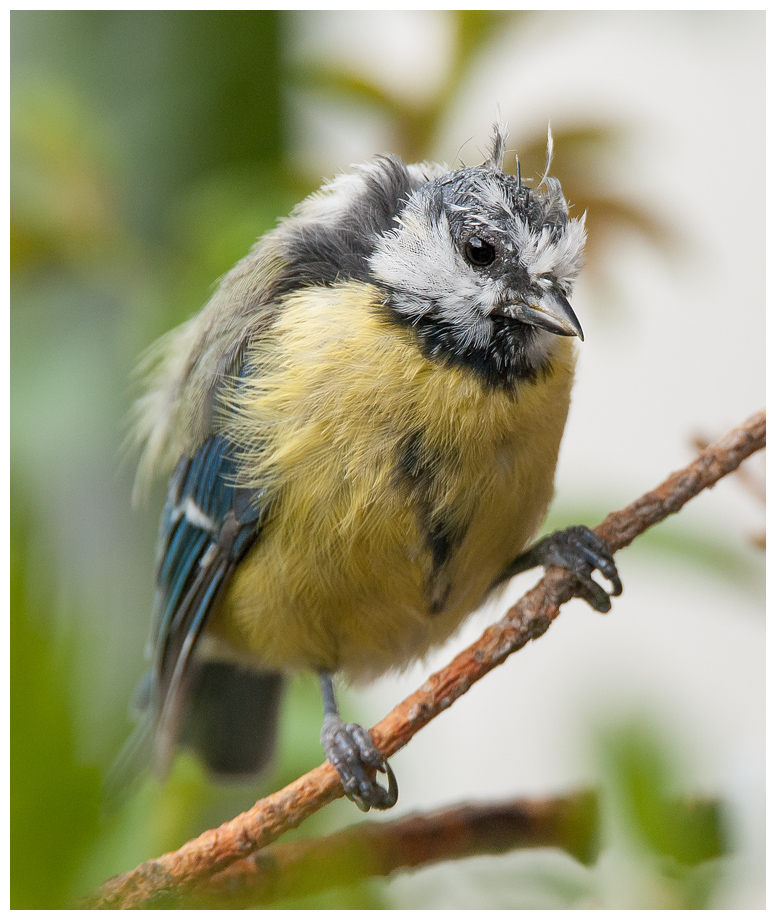 Blaumeise034.jpg